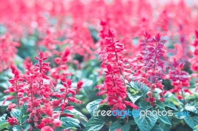 Colorful Flowers For Background Stock Photo