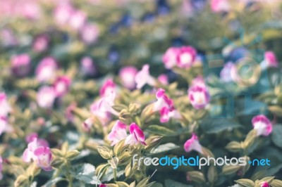 Colorful Flowers For Background Stock Photo