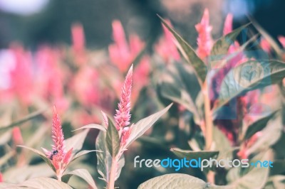 Colorful Flowers For Background Stock Photo