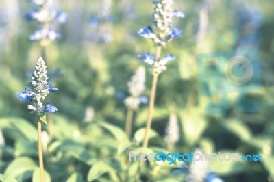 Colorful Flowers For Background Stock Photo