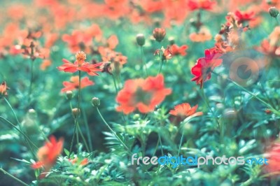 Colorful Flowers For Background Stock Photo