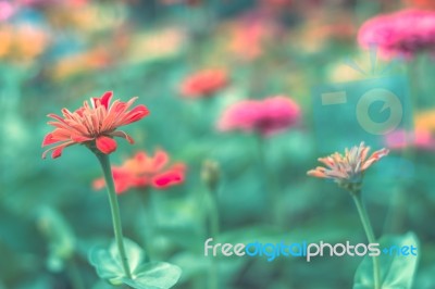 Colorful Flowers For Background Stock Photo