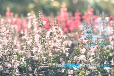 Colorful Flowers For Background Stock Photo