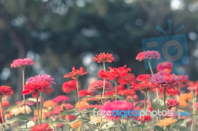 Colorful Flowers For Background Stock Photo