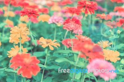 Colorful Flowers For Background Stock Photo