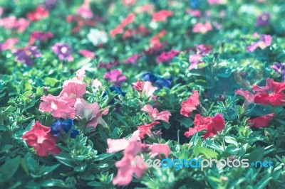 Colorful Flowers For Background Stock Photo