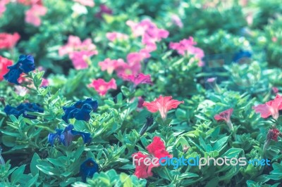 Colorful Flowers For Background Stock Photo