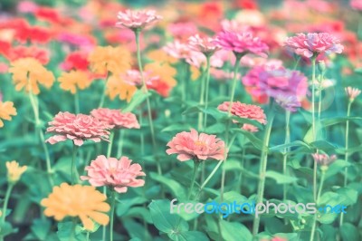 Colorful Flowers For Background Stock Photo