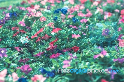 Colorful Flowers For Background Stock Photo