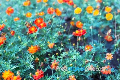 Colorful Flowers For Background Stock Photo