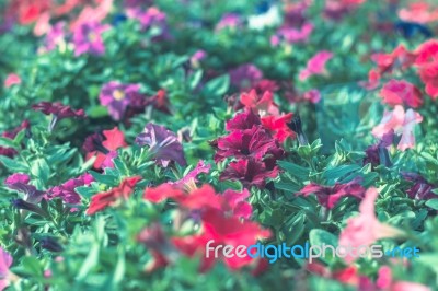 Colorful Flowers For Background Stock Photo