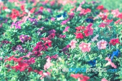 Colorful Flowers For Background Stock Photo