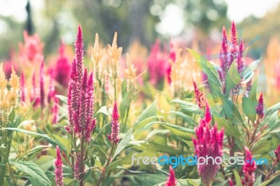 Colorful Flowers For Background Stock Photo