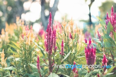 Colorful Flowers For Background Stock Photo