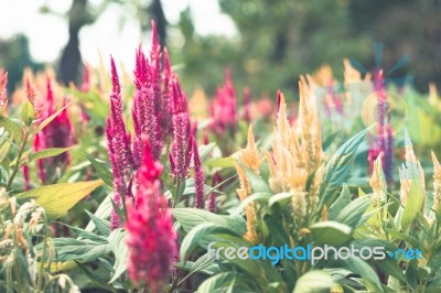 Colorful Flowers For Background Stock Photo