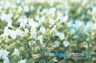 Colorful Flowers For Background Stock Photo