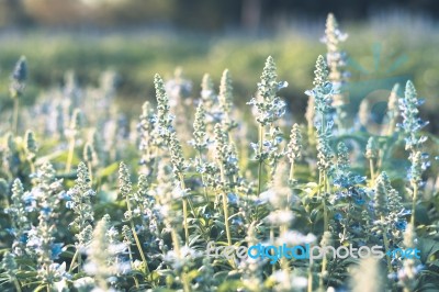 Colorful Flowers For Background Stock Photo