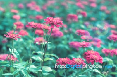 Colorful Flowers For Background Stock Photo