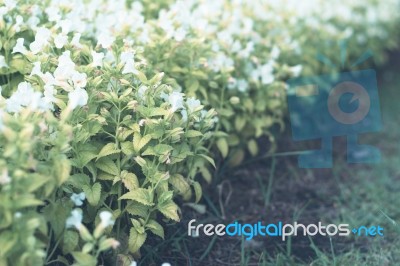 Colorful Flowers For Background Stock Photo