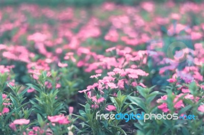 Colorful Flowers For Background Stock Photo