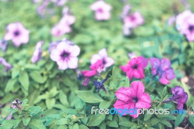 Colorful Flowers For Background Stock Photo