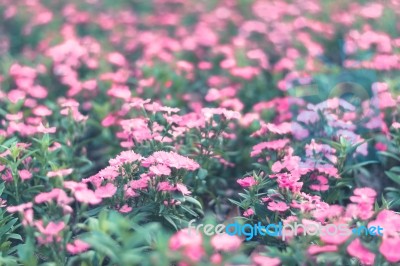 Colorful Flowers For Background Stock Photo