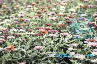 Colorful Flowers For Background Tone Winter Stock Photo