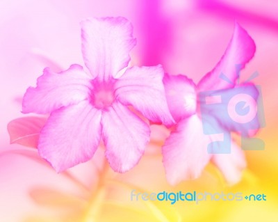 Colorful Flowers In Soft Color And Blur Style For Background Stock Photo