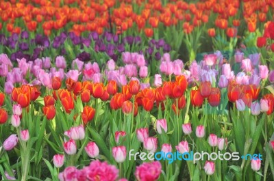 Colorful Flowers Tulip Filed Stock Photo