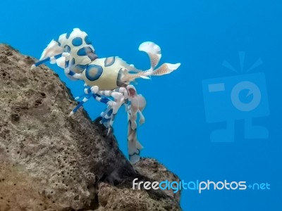 Colorful Harlequin Shrimp Under Sea Water Stock Photo