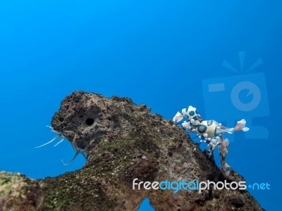 Colorful Harlequin Shrimp Under Sea Water Stock Photo