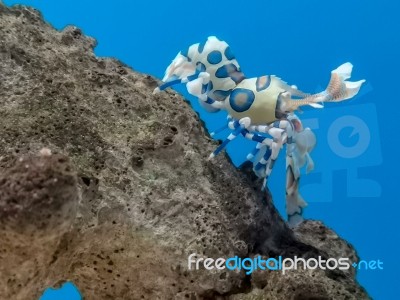 Colorful Harlequin Shrimp Under Sea Water Stock Photo