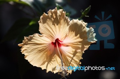 Colorful Hibiscus Flower Stock Photo