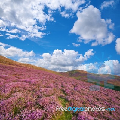 Colorful Hill Slope Covered By Violet Heather Flowers Stock Photo