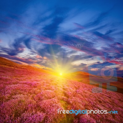 Colorful Hill Slope Covered By Violet Heather Flowers Stock Photo