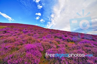 Colorful Hill Slope Covered By Violet Heather Flowers Stock Photo