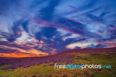 Colorful Hill Slope Covered By Violet Heather Flowers Stock Photo