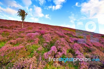 Colorful Hill Slope Covered By Violet Heather Flowers And Owan-t… Stock Photo