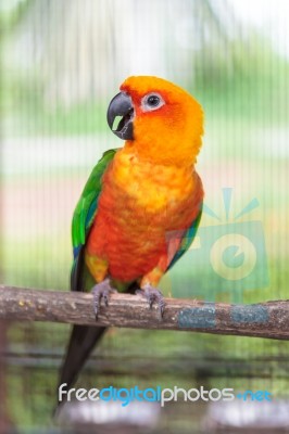 Colorful Jandaya Conure Stock Photo