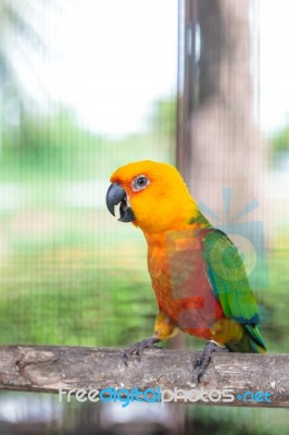 Colorful Jandaya Conure Stock Photo