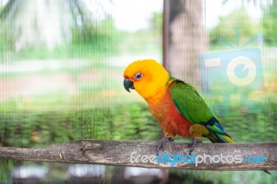 Colorful Jandaya Conure Stock Photo