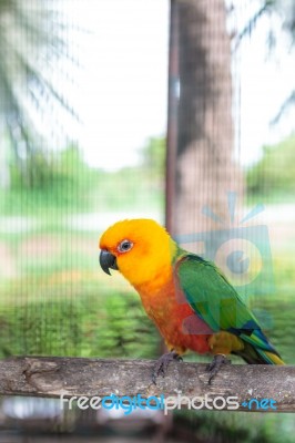 Colorful Jandaya Conure Stock Photo