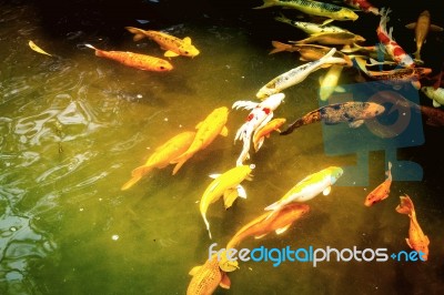 Colorful Koi In Pond Stock Photo