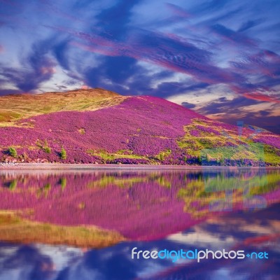 Colorful Landscape Scenery Of Pentland Hills Slope Covered By Pu… Stock Photo