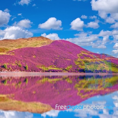 Colorful Landscape Scenery Of Pentland Hills Slope Covered By Pu… Stock Photo