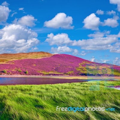 Colorful Landscape Scenery Of Pentland Hills Slope Covered By Vi… Stock Photo