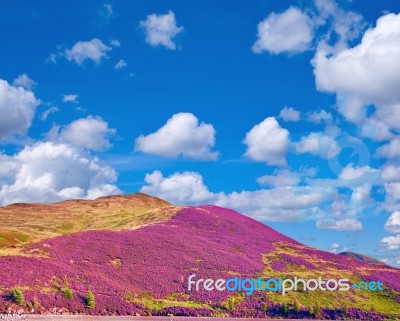 Colorful Landscape Scenery Of Pentland Hills Slope Covered By Heather Stock Photo