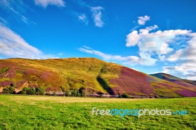 Colorful Landscape Scenery Of Pentland Hills Slope Covered By Vi… Stock Photo