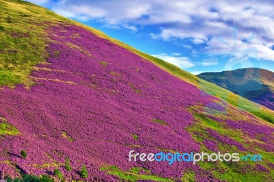 Colorful Landscape Scenery Of Pentland Hills Slope Covered By Vi… Stock Photo