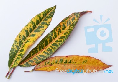 Colorful Leave Pattern On White Background Stock Photo